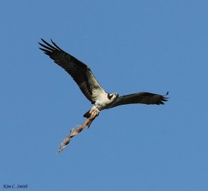 osprey-in-flight-w-sig